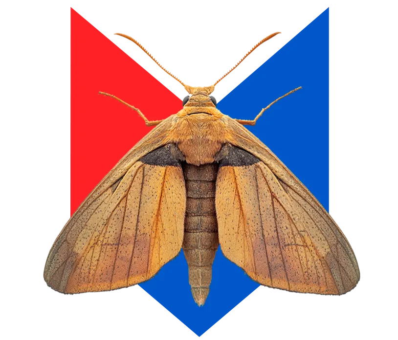 Моль